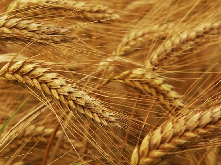 В 2013 году Украина соберет более 55 миллионов тонн зерна &#8212; эксперт