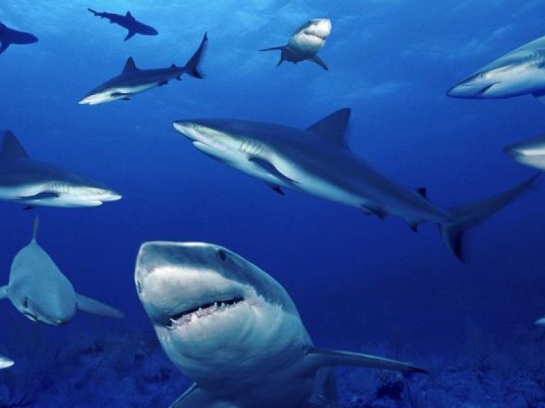 Акулы атакуют австралийские пляжи (ВИДЕО)