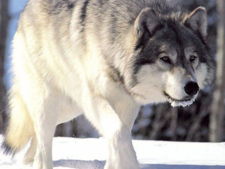 Николаевские зоозащитники выступили против отстрела волков