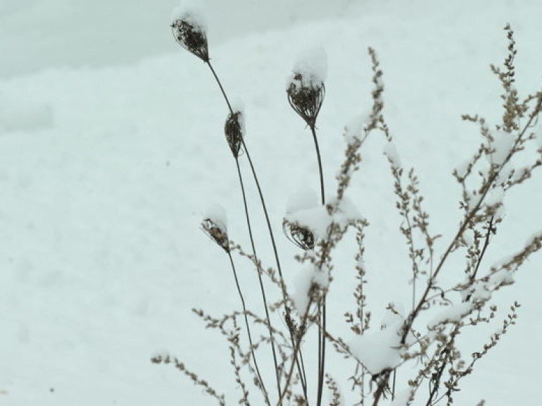 Обильный снегопад повредил не более 10% озимых – эксперт