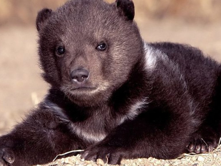 В киевском зоопарке пополнение: родился уссурийский медвежонок