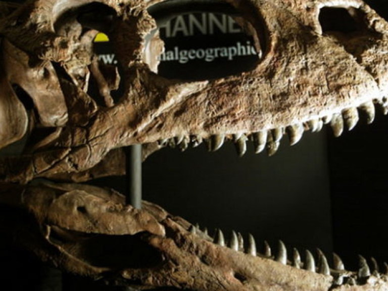 На Мадагаскаре нашли останки нового вида динозавров