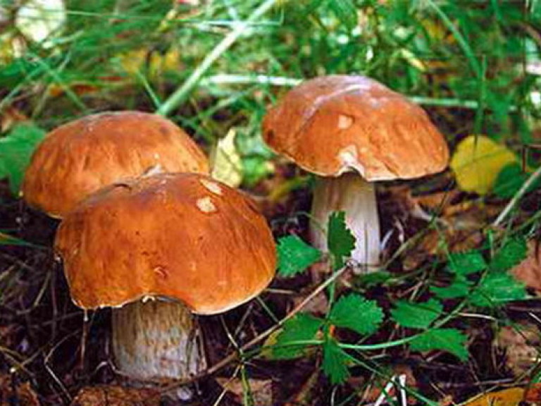 Создана новая эффективная диета