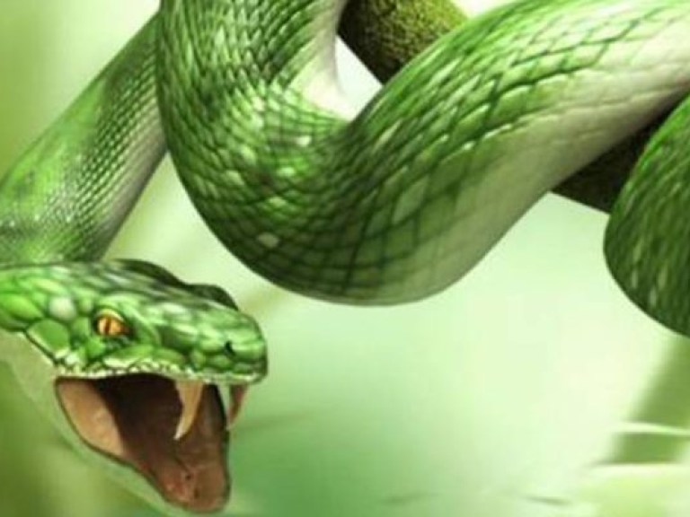 В Хмельницкой области змея укусила мужчину: пострадавший в больнице