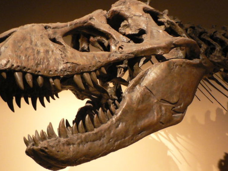 В Китае обнаружили останки неизвестного ранее вида динозавра