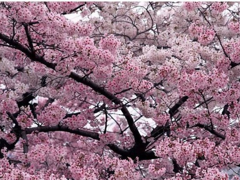 В Китае проходит праздник цветения персиковых деревьев (ВИДЕО)