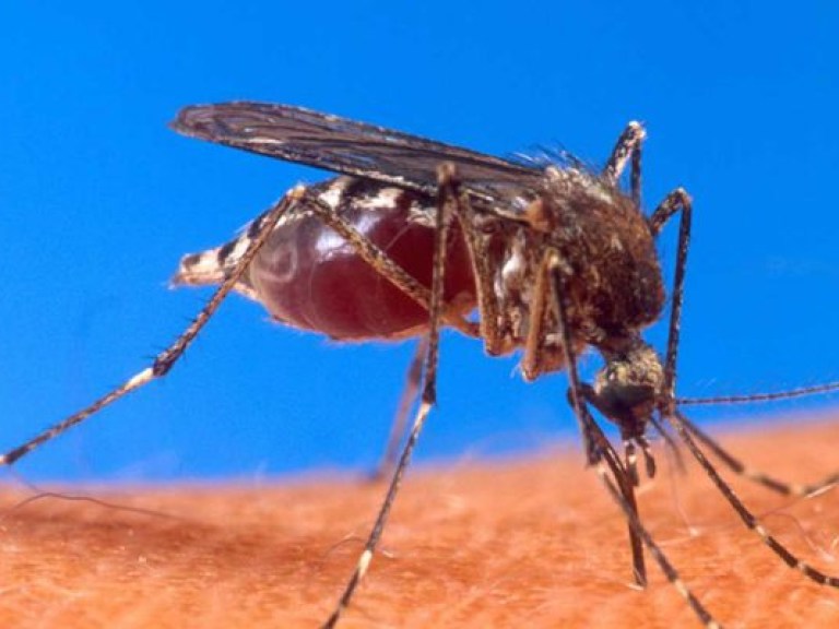 Ученые выяснили, как комары выбирают «жертву»