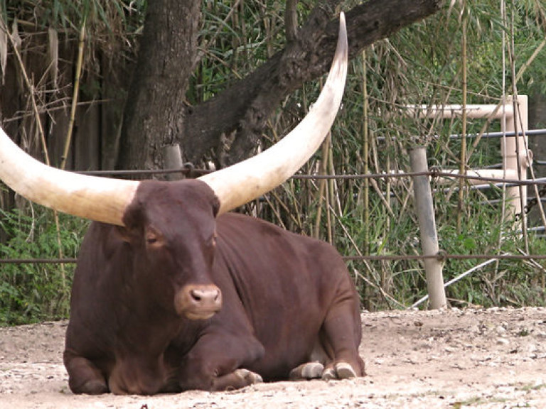 В киевском зоопарке умерла редкая африканская корова