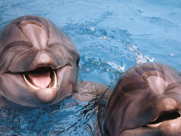 Эколог: Украина стала экспортером дельфинов