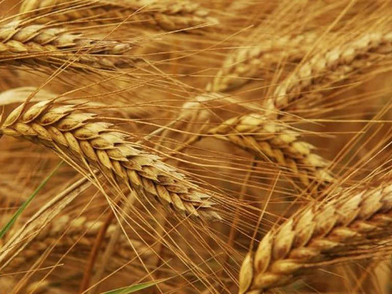Косово намерено наладить импорт украинской пшеницы