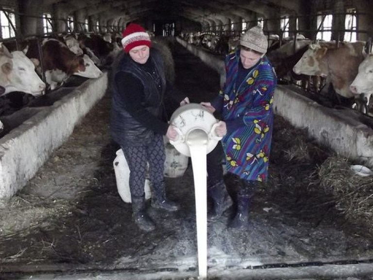 Селяне сдают на переработку только 20% домашнего молока &#8212; эксперт