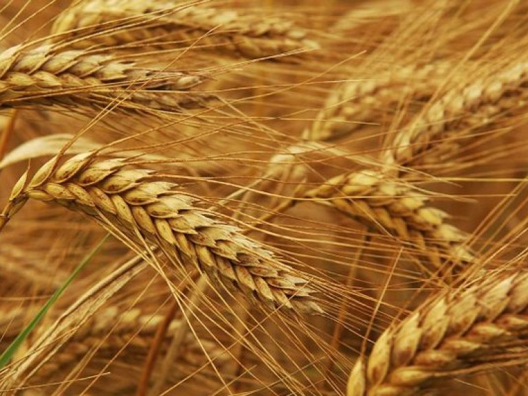Часть посевов ранних зерновых культур в Крыму погибла