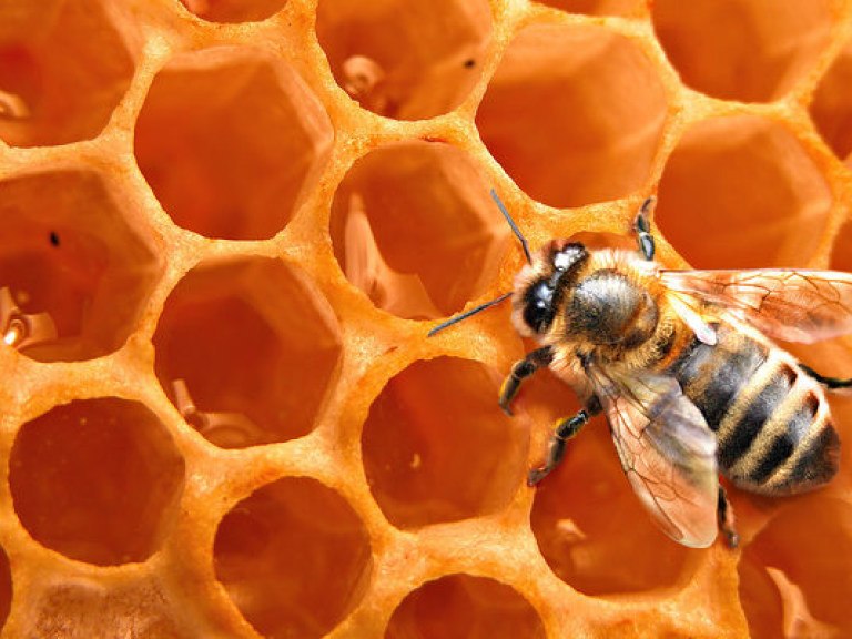На Прикарпатье пчел отметят памятным знаком