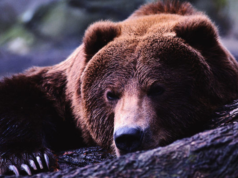 Голодные медведи требуют еды у водителей на трассе (ВИДЕО)