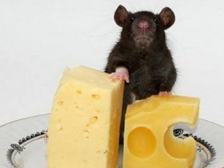 Сыр уменьшает риск возникновения кариеса