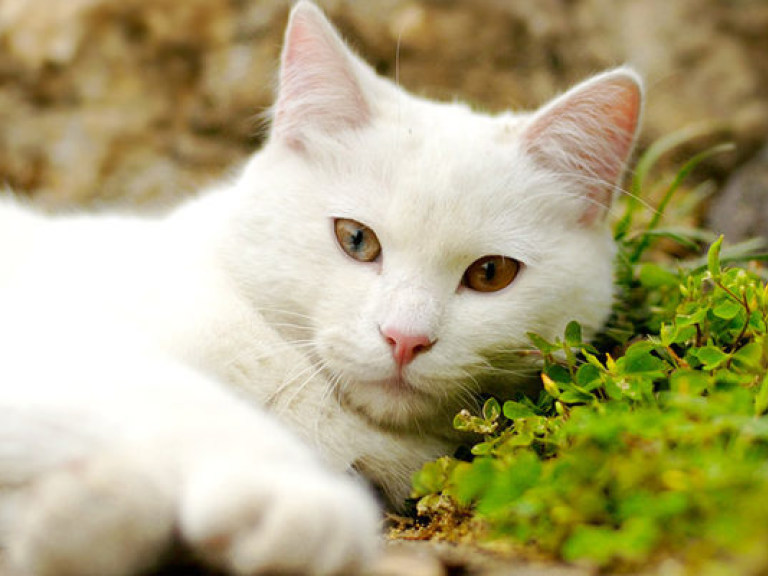 Кот Кидо выиграет у любого наперсточника (ВИДЕО)