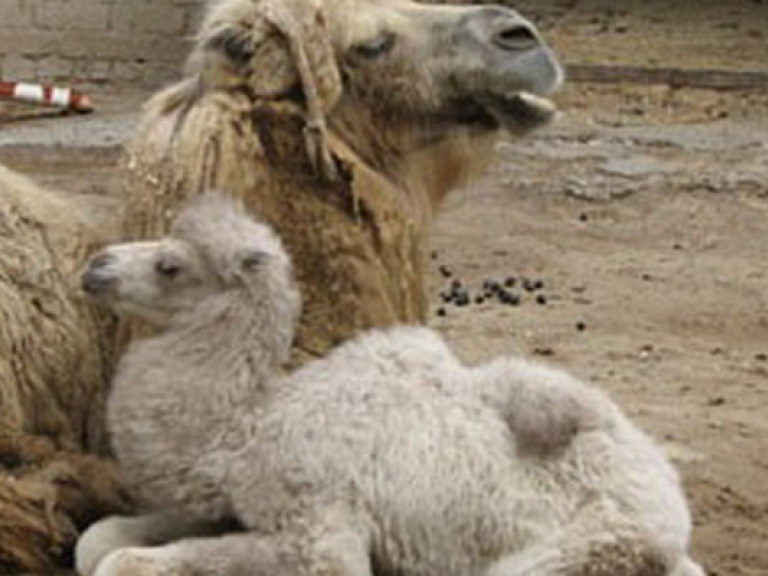 В Николаевском зоопарке родился белый верблюжонок (ФОТО)