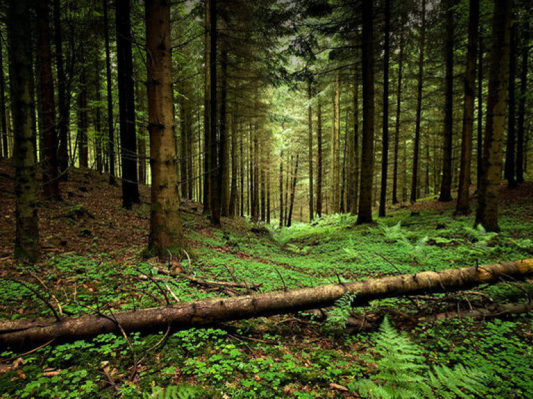 Руководитель группы бросила детей в крымском лесу