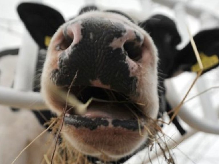 В Николаевской области корова убила своего хозяина