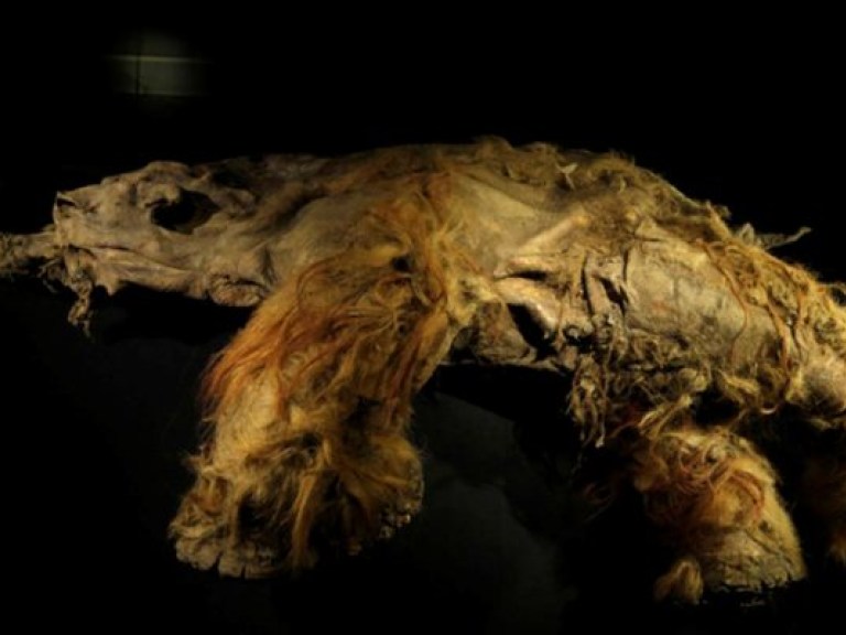 На дне Волги обнаружены останки мамонтов (ФОТО)
