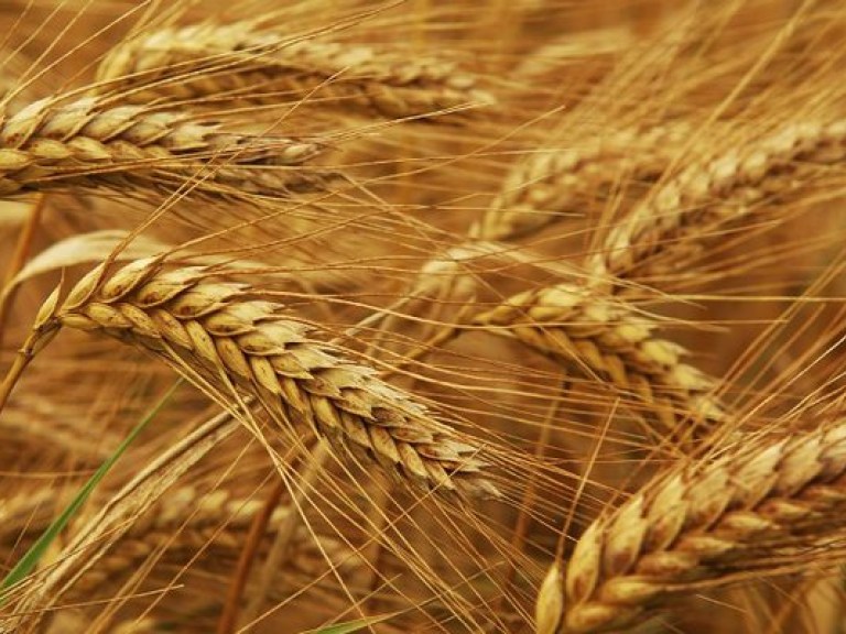 Н. Миркевич: «Если государство не сбалансирует цены на зерно, селяне не смогут посеять озимые»