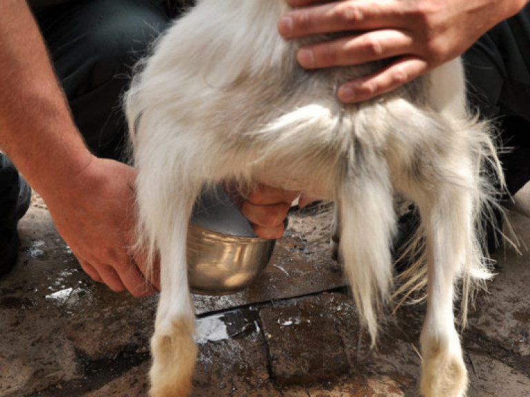В Киевском зоопарке в честь праздника доили козу