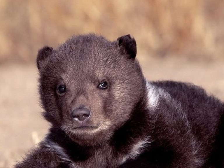 В Житомире создан первый центр для бурых медведей