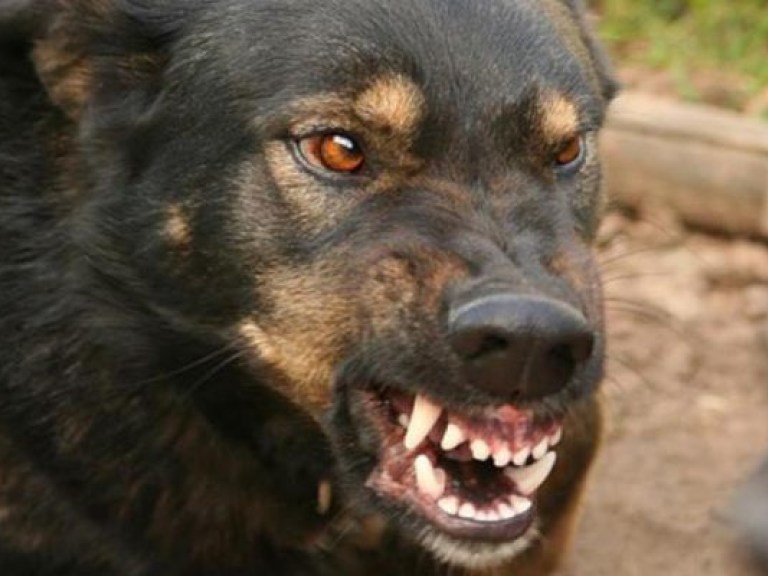 Зоозащитник рассказала, где в Украине собак натравливают на диких животных