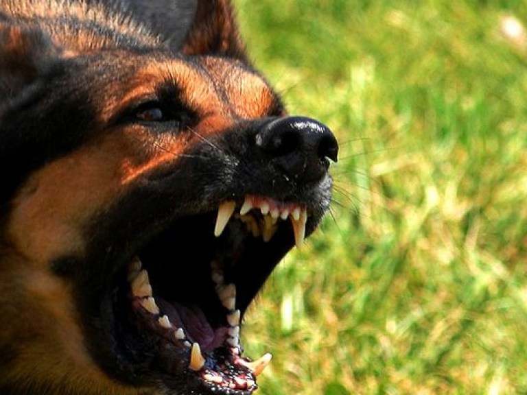 Эксперт: Притравка собак на диких животных противоречит украинскому законодательству
