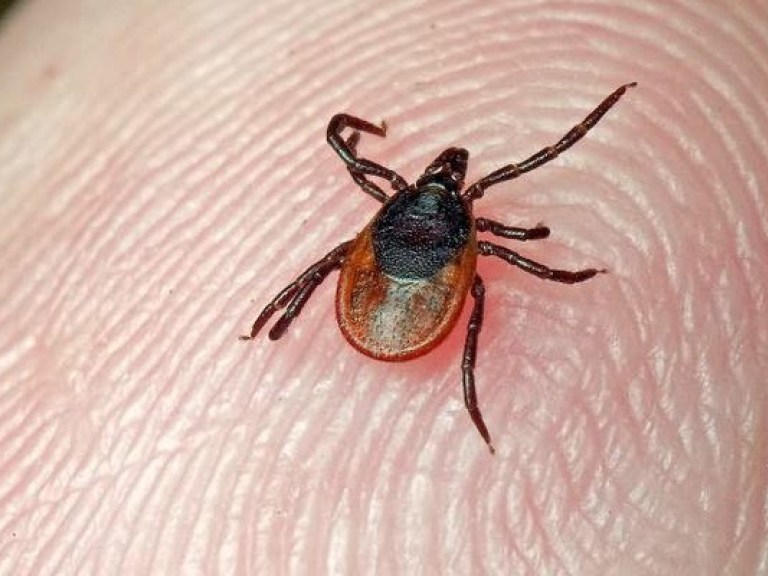 При укусах насекомых лучше не использовать противоаллергические мази — медики