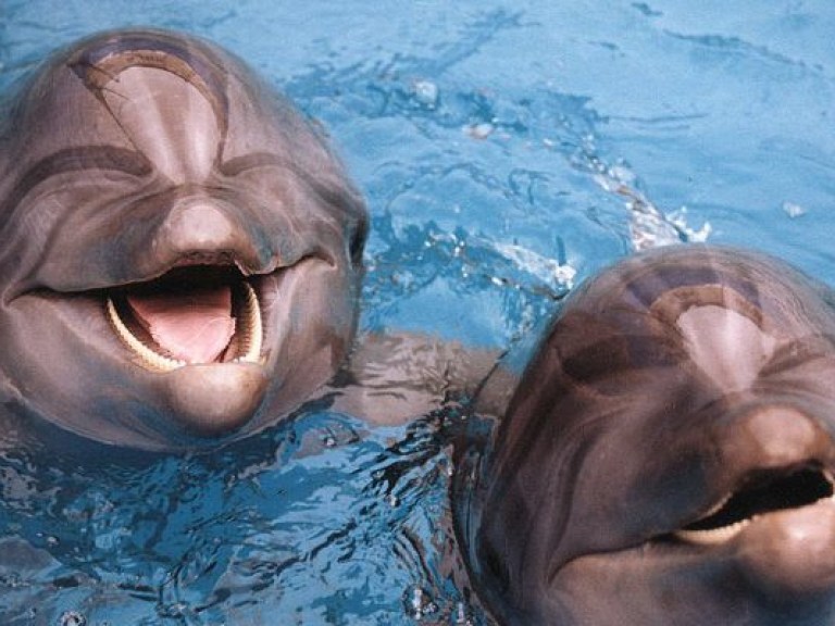 Эколог: В украинских дельфинариях работают животные-«нелегалы»