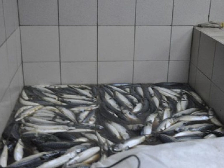 В Полтавской области милиционеры «накрыли» подпольный рыбный цех (ФОТО)