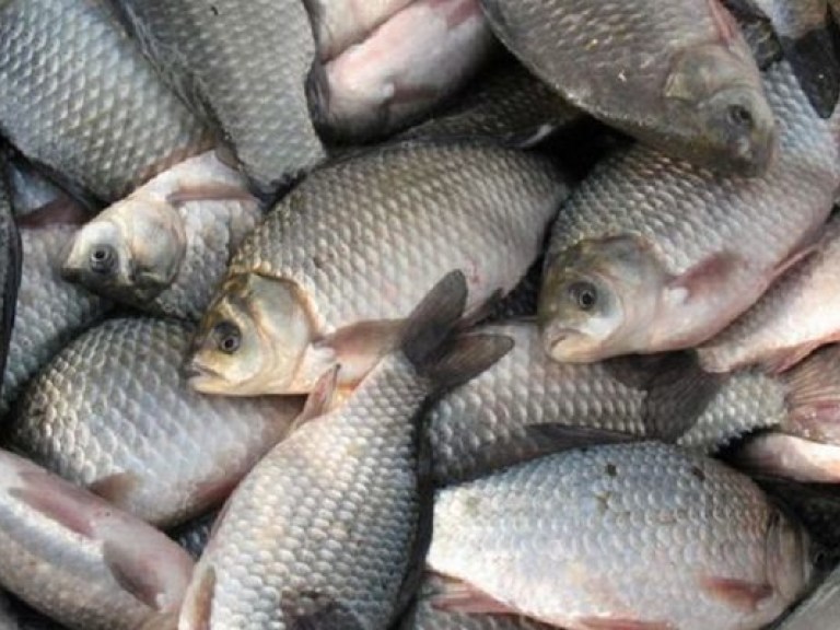 Эксперт: В украинской рыбе – 68 болезней