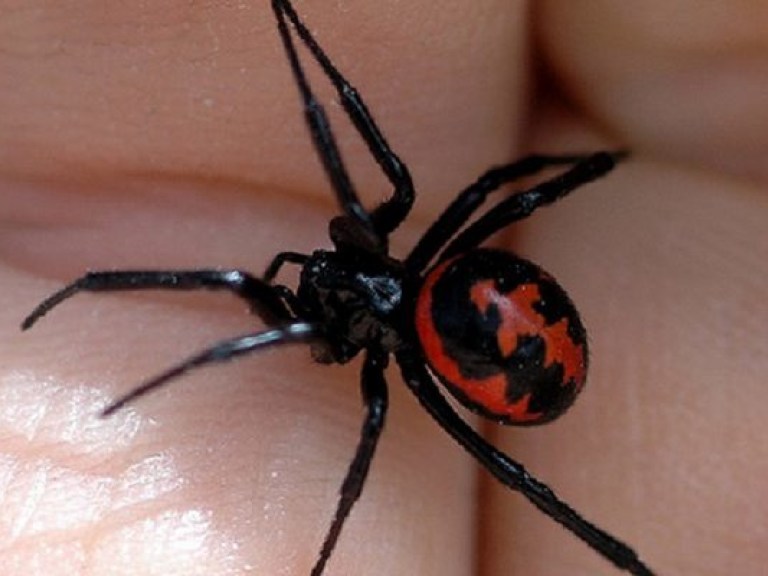 Украину атакуют ядовитые пауки, укус которых вызывает паралич и смерть