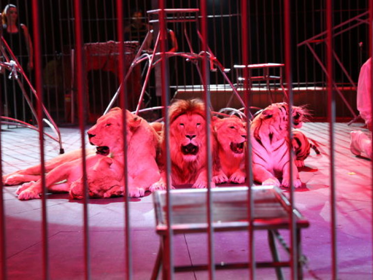 Спешите увидеть! Цирк Кобзов приехал во Львов