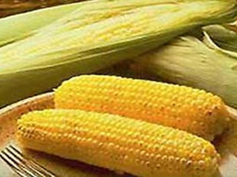 У Украины хорошие перспективы по выращиванию сои и кукурузы — эксперт