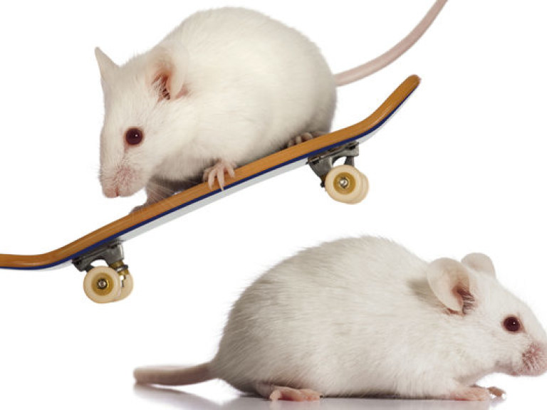 Австралийские мыши катаются на серфинге (ВИДЕО)