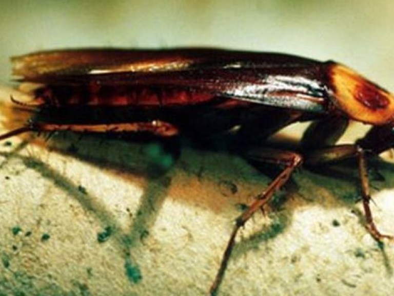 Побег века: в Китае с тараканьей фермы сбежало более миллиона насекомых