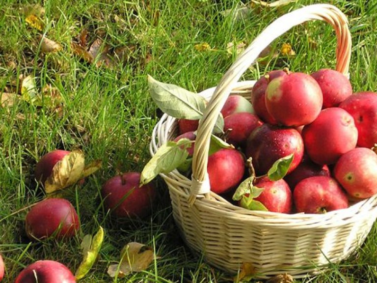 Ликбез для хозяек: как правильно собирать, хранить и что лечить яблоками