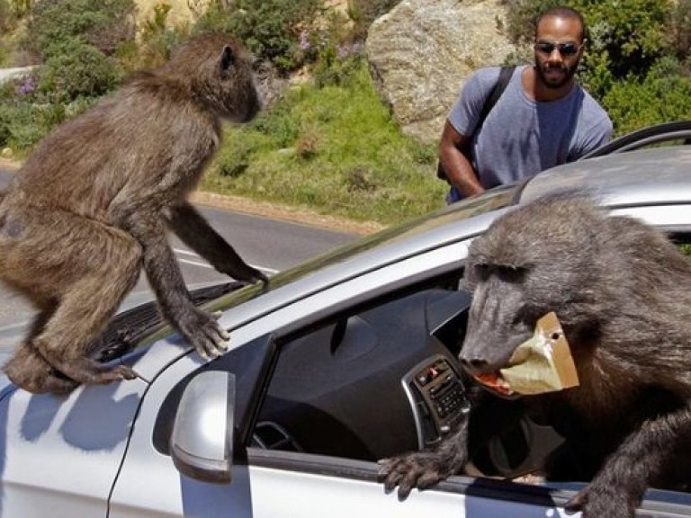 «Банды» обезьян-бабуинов держат в страхе Кейптаун (ВИДЕО)