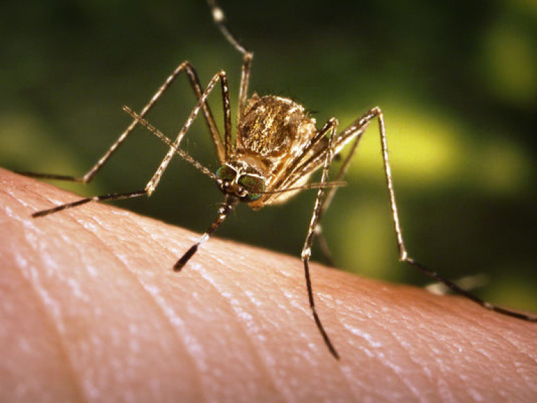 Ученые выявили, кто больше «по вкусу» комарам