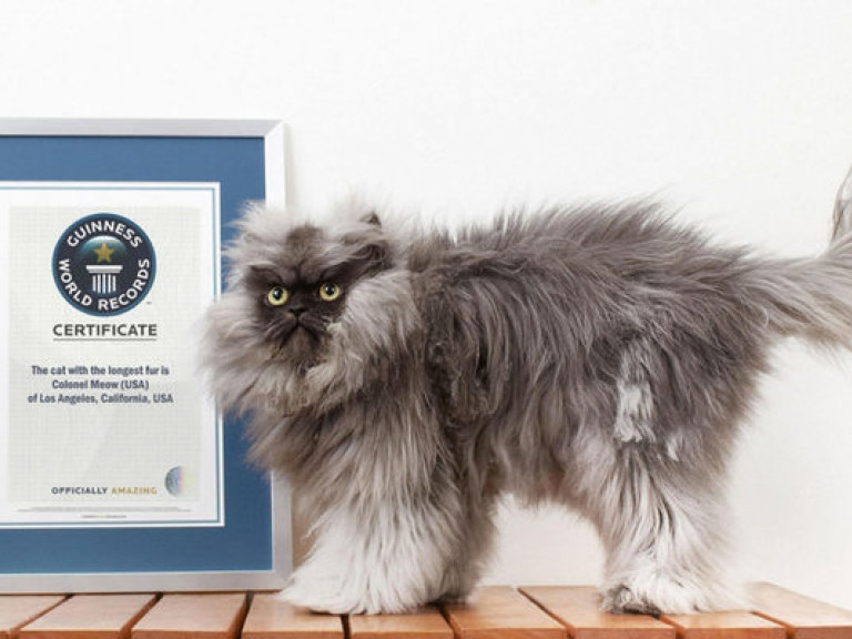 Самый сердитый кот в мире попал в Книгу рекордов Гиннесса (ВИДЕО)