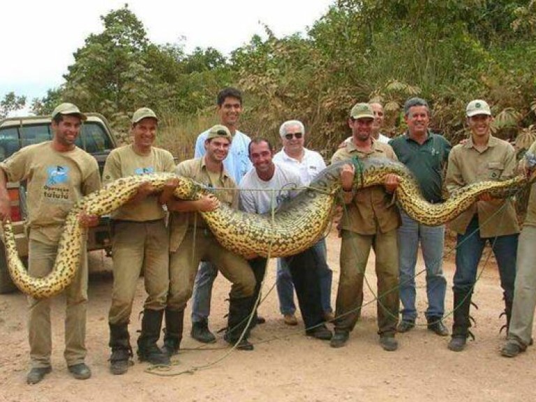 В Перу поймали 5-метровую анаконду (ВИДЕО)