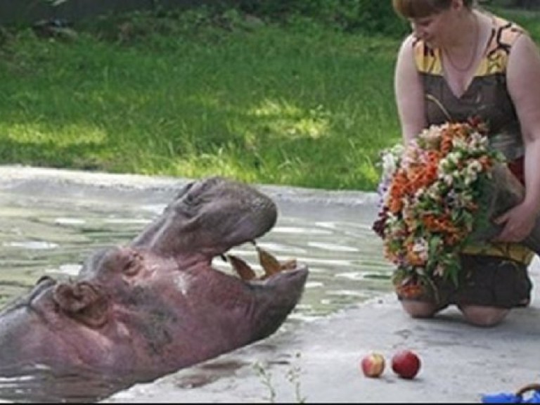 В Киевском зоопарке считают, что бегемотиха Бреста может конкурировать с монументом «Родина-мать»