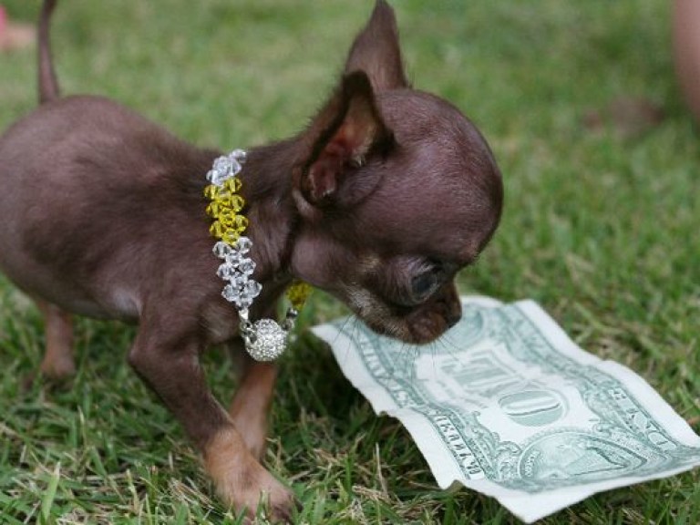 Самой маленькой собачкой в мире признали 10-сантиметровую чихуахуа (ВИДЕО)