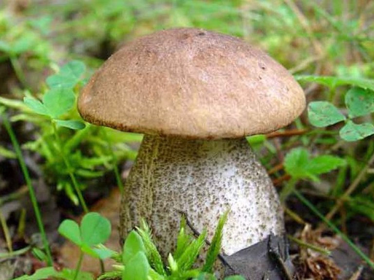 На Полтавщине нашли маленьких грибников, которые потерялись в лесу