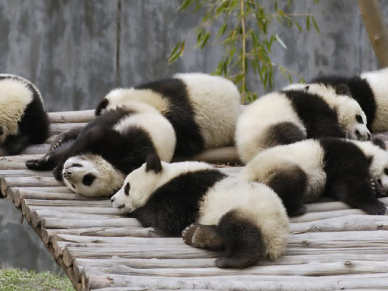 В китайском заповеднике выхаживают сразу 14 новорожденных детенышей панды (ВИДЕО)
