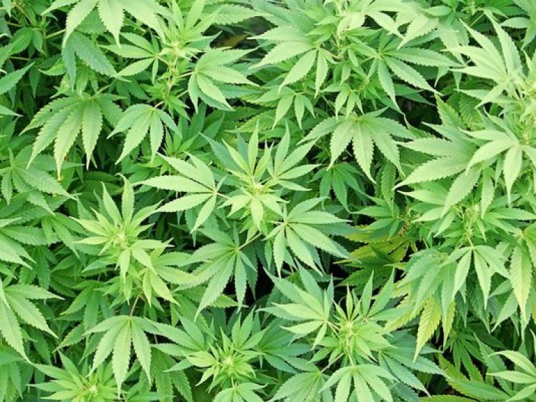 На Хмельнитчине юным продавцам марихуаны грозит до 8 лет лишения свободы