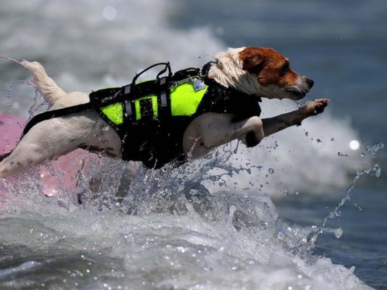 В Калифорнии серфингом занимаются и собаки (ВИДЕО)