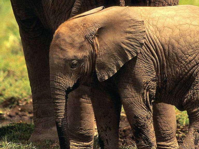 В Китае слоненок расплакался, скучая по маме (ВИДЕО)